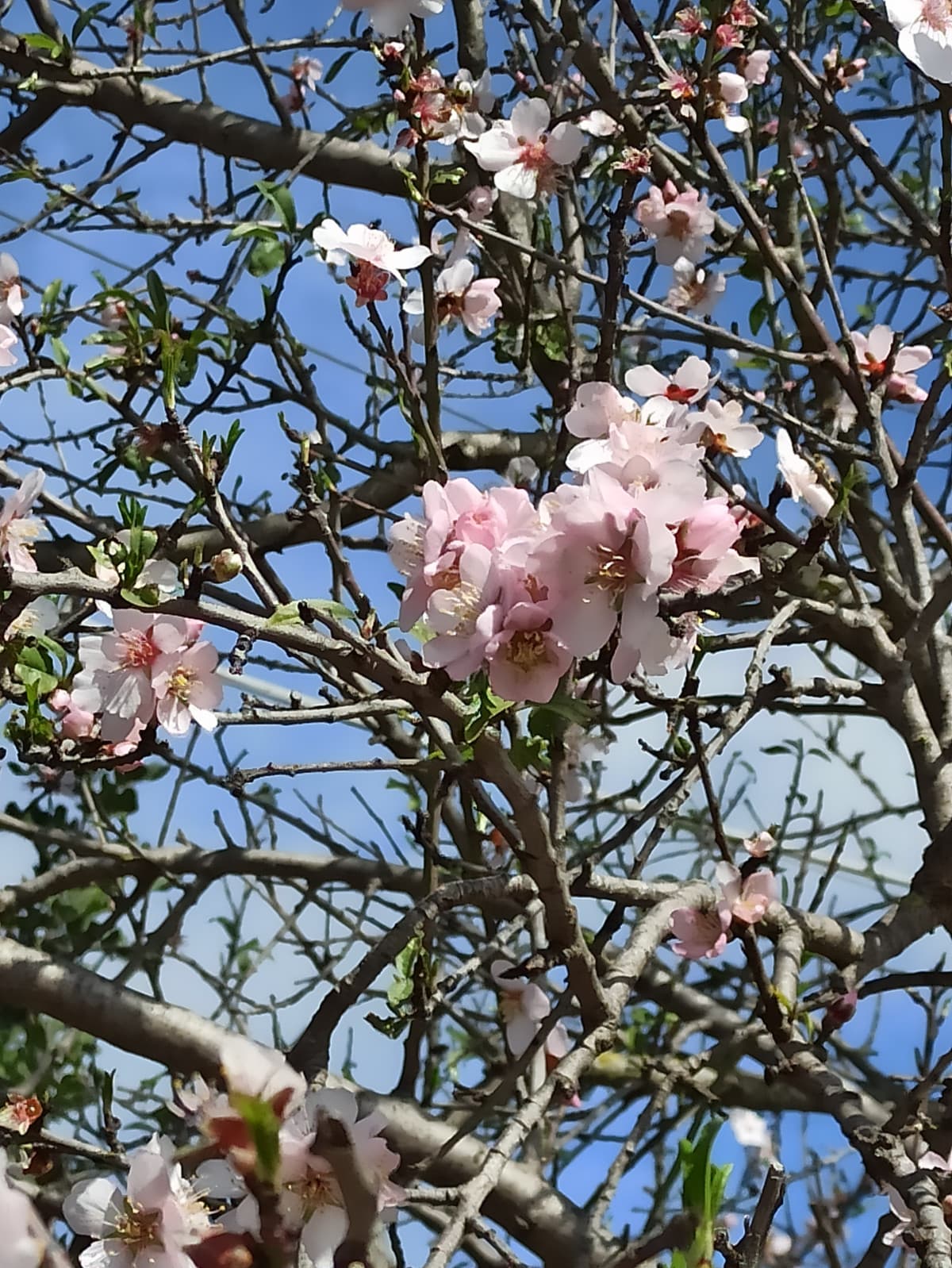 Comunque io amo follemente i mandorli in fiore 