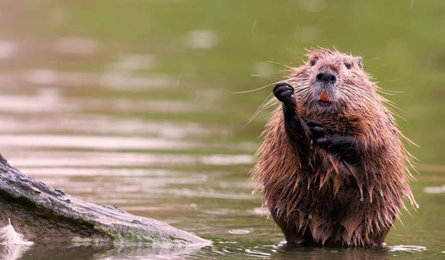 Nutria fa gesto dell' ombrello