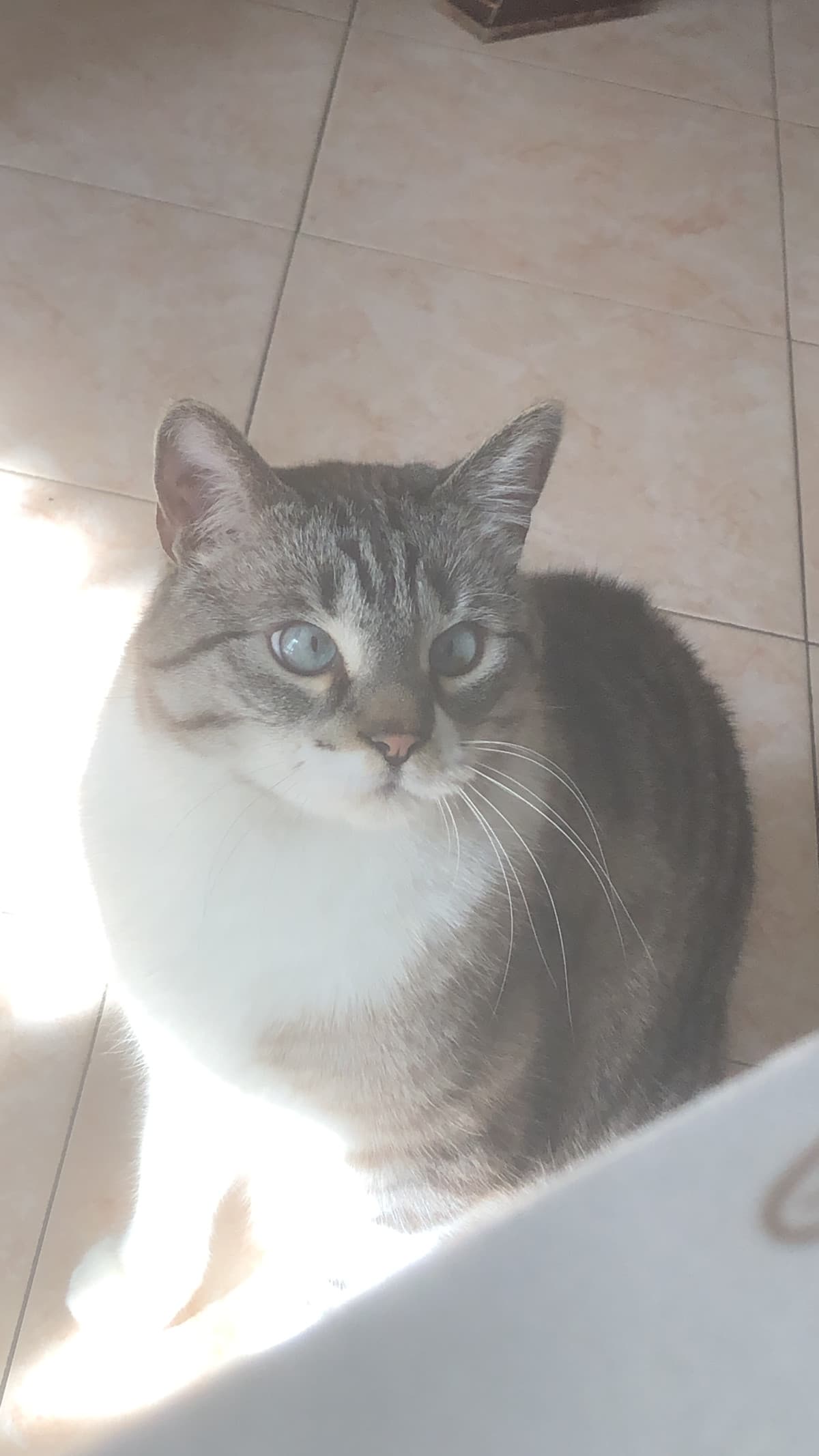Ecco il più bello del mondo
