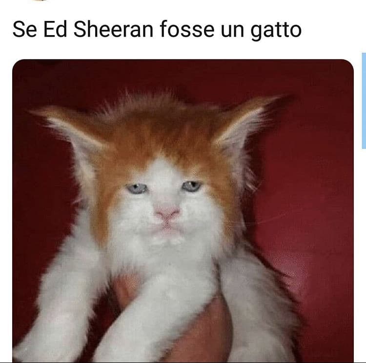 Cat Sheeran?