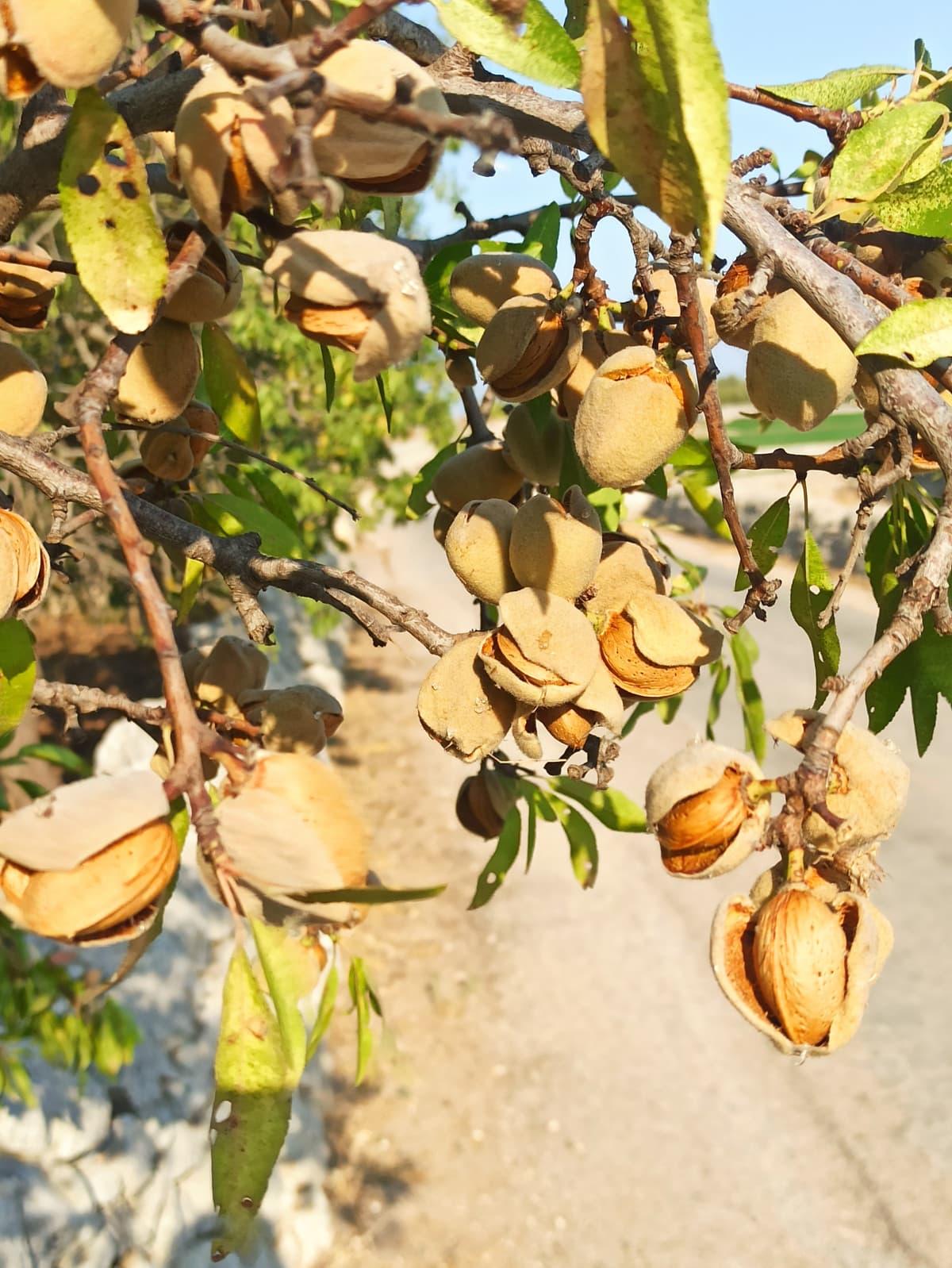 Vi siete mai chiesti come sono le mandorle quando sono sugli alberi?