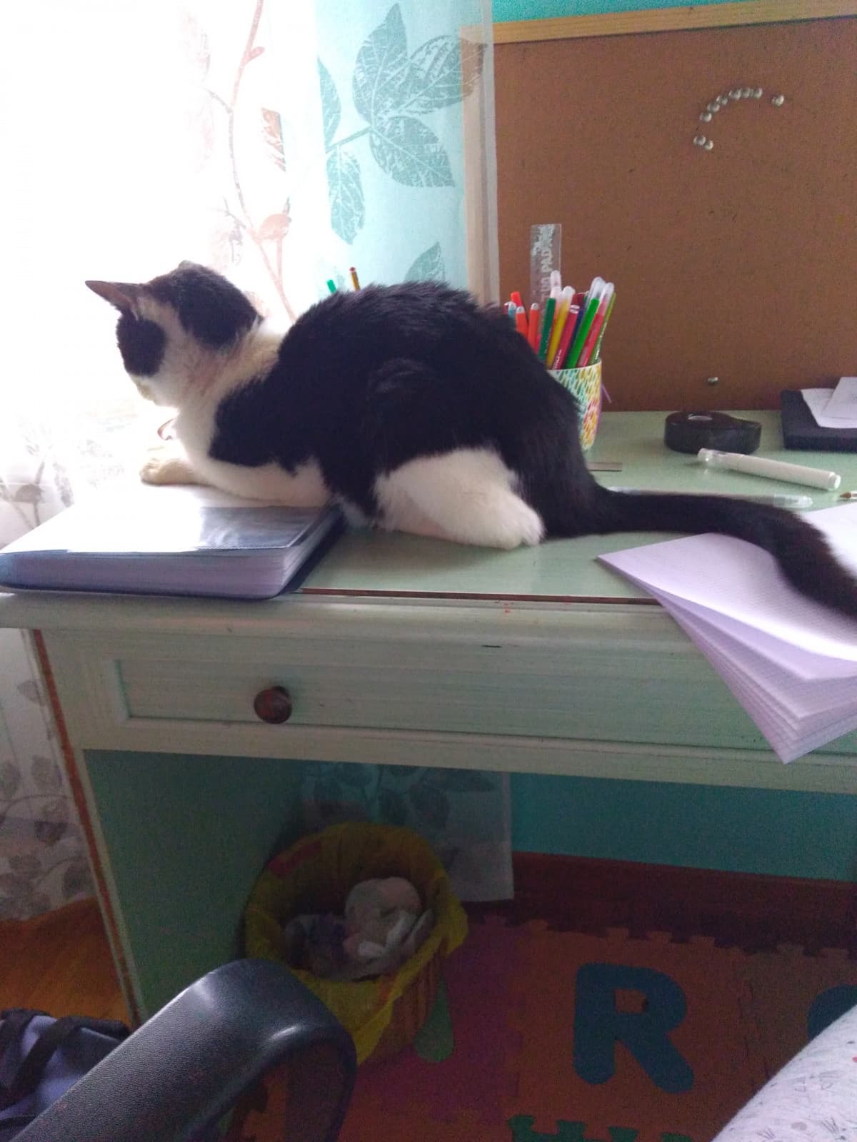 Ho da studiare 6 materie per tutta la settimana e per studiare non sono andata in montagna (dove ce la neve) e ora arrivi tu gatto che non mi lasci studiare?