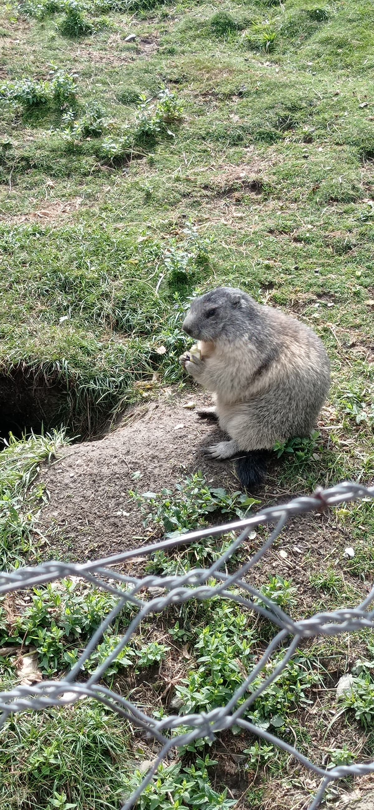 questa volta la correlo con una marmotta perché sì 