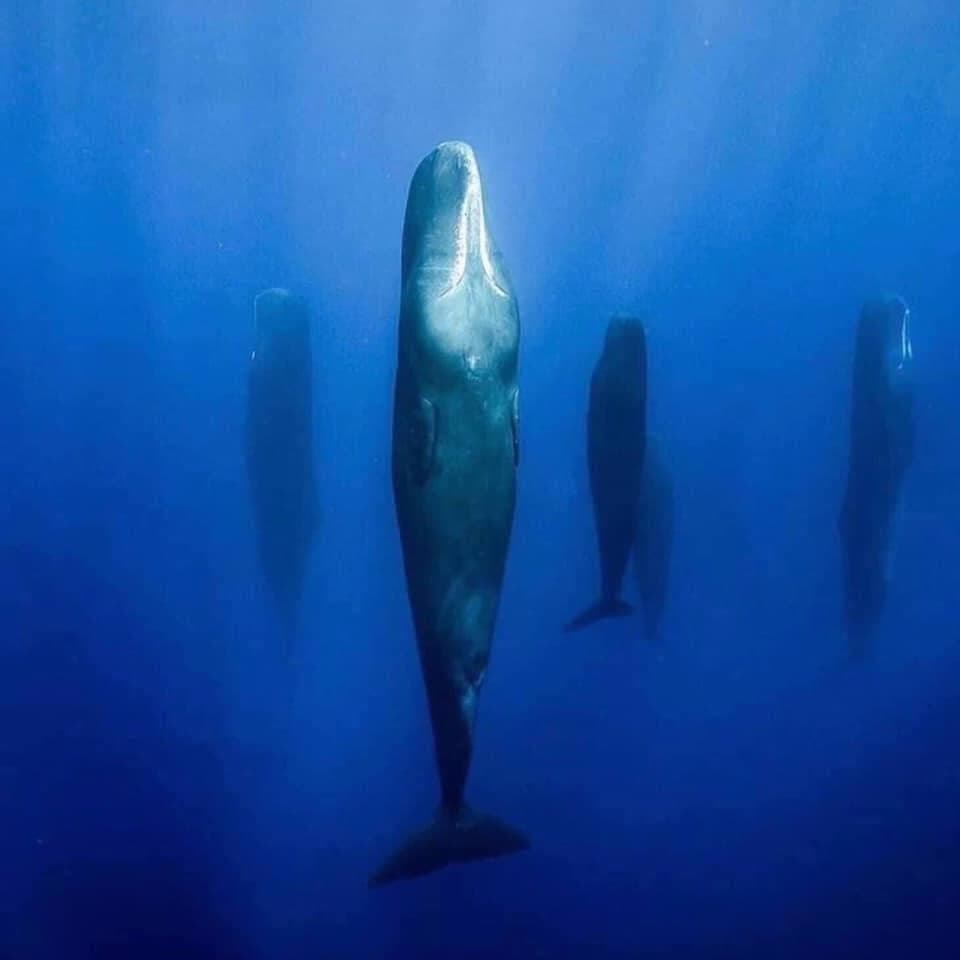 La bufala dei capidogli che dormono in piedi