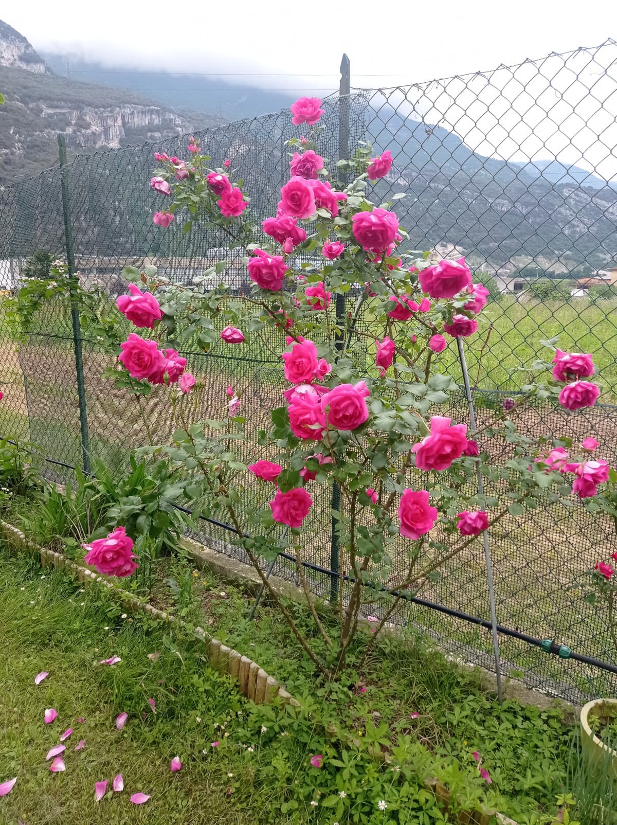 Giardino di casa mia pt.45 🏡🌹😍🥰