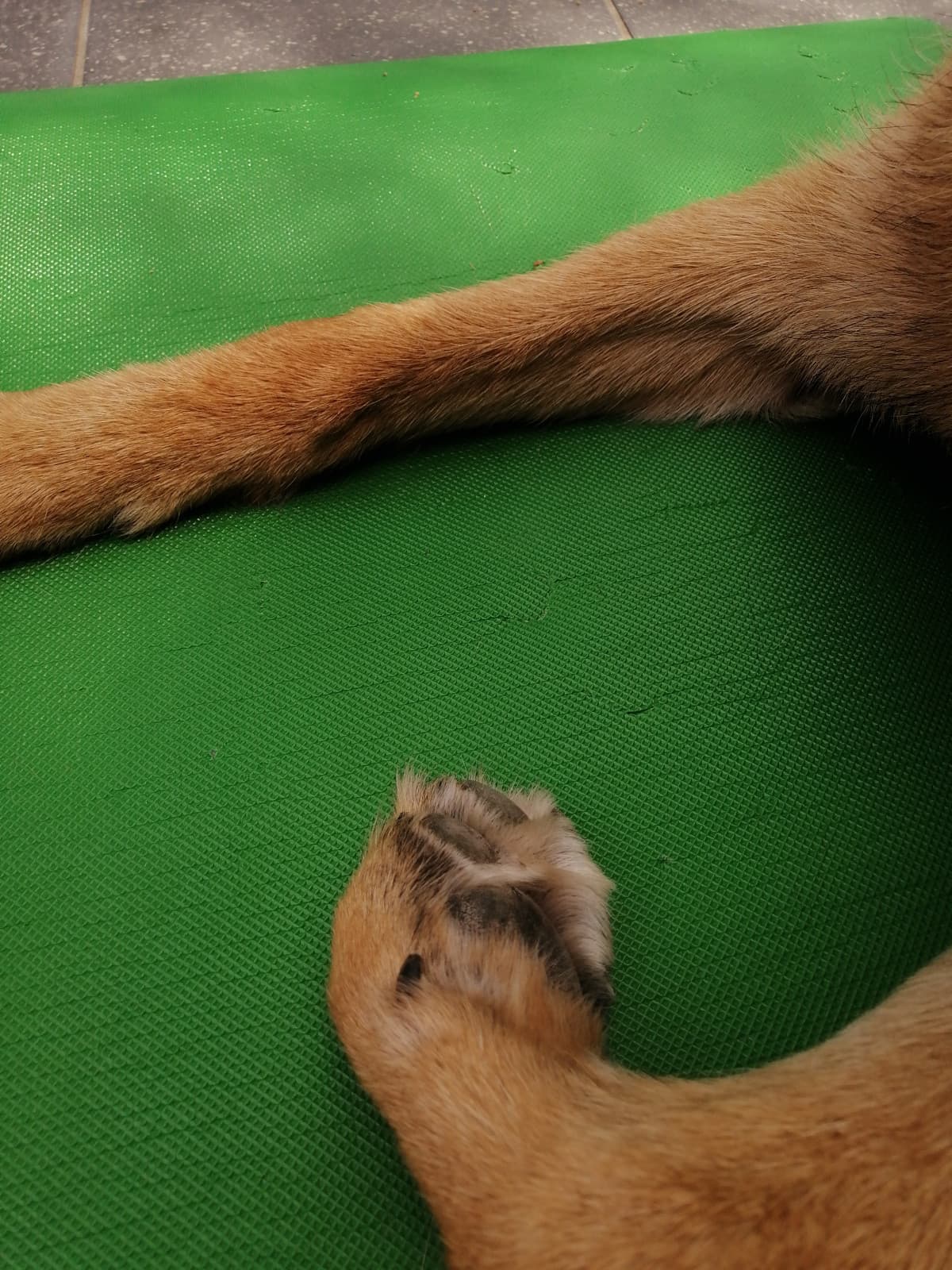 allenarsi a casa con il doggo be like: mettere un tappetino anche per lui, dove può sdraiarsi e assistere agli allenamenti HAHAHAHAHA