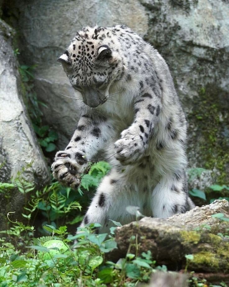 Silly leopardo delle nevi