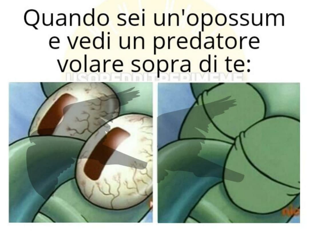 Adoro gli opossum 