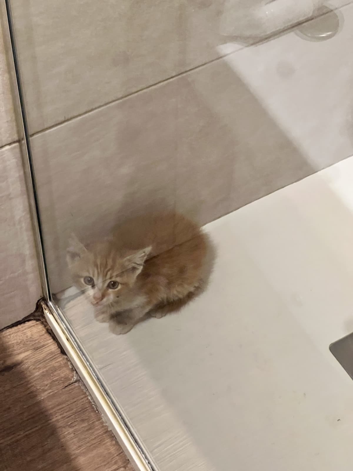 ho informato il sito delle persone simpatiche, ma ora informo pure quello dei pedo… GATTINO CHE STAVA IN STRADA AAAA