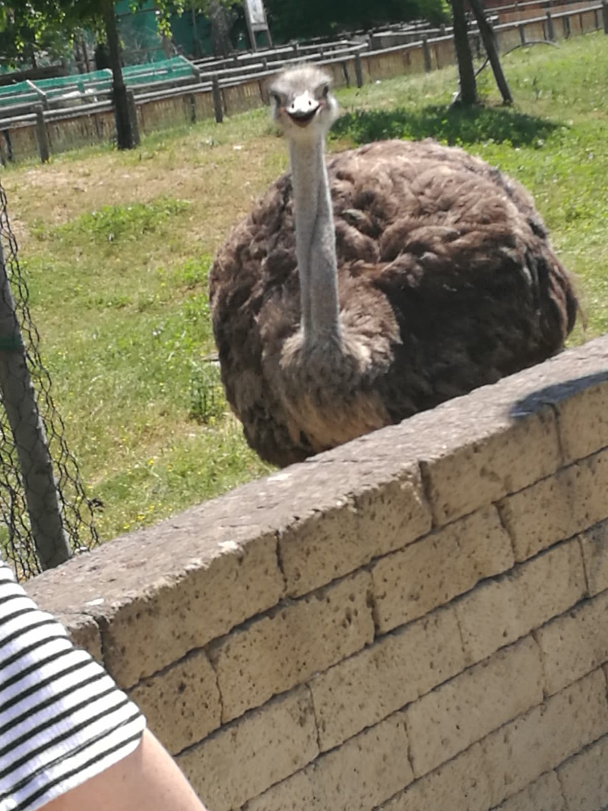 Stavo dando da mangiare a questo stronzo e indovinate cosa succede,mi afferra la mano e me la trascina via