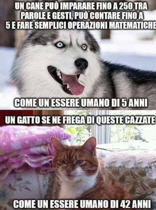 Più che logico ?