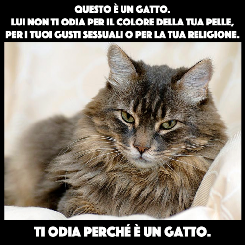 Gatto modello