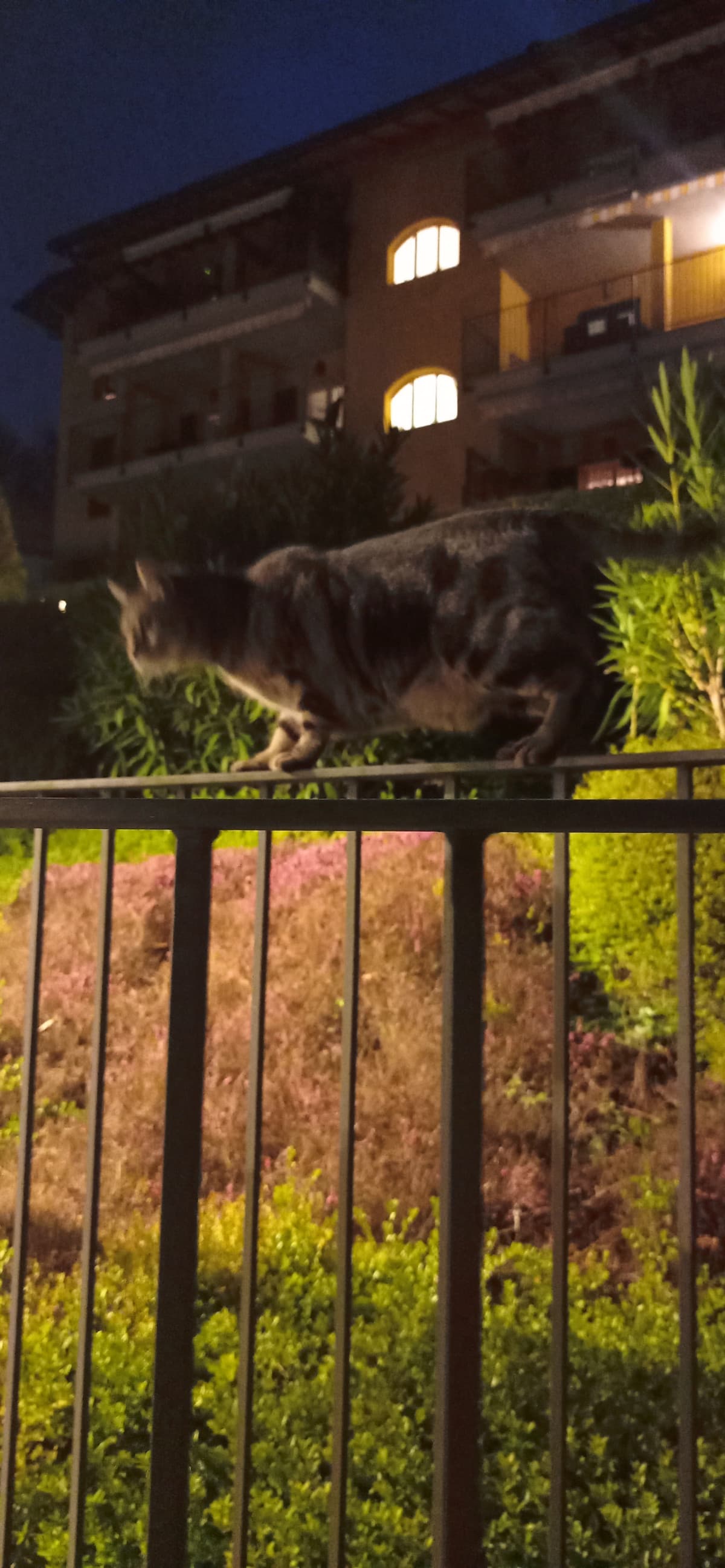 GATTOOOO