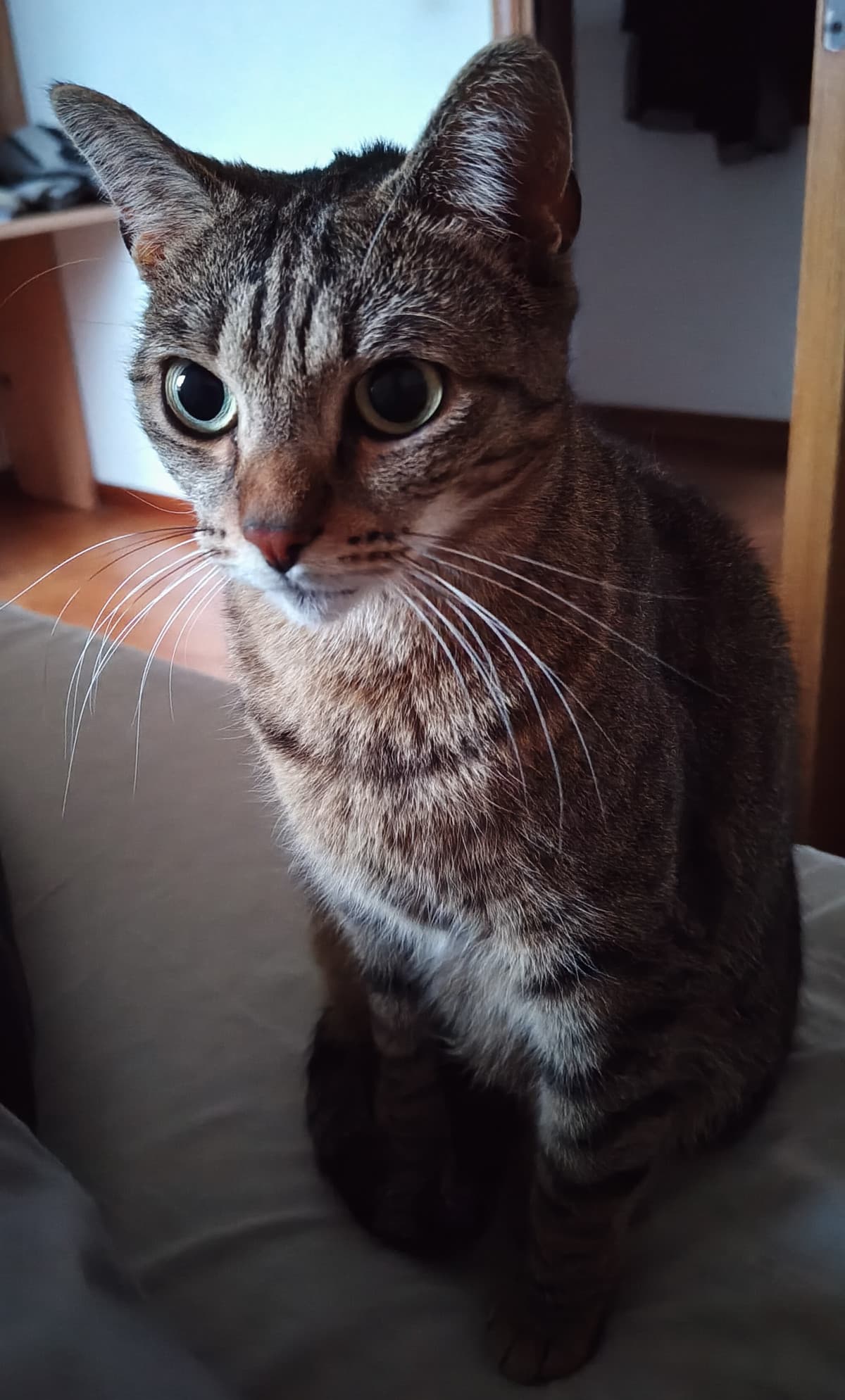 Miau🫶🏽