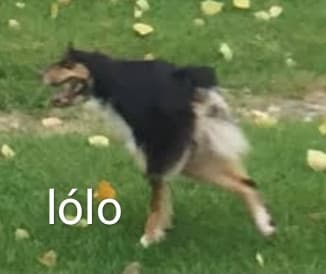 Lólo