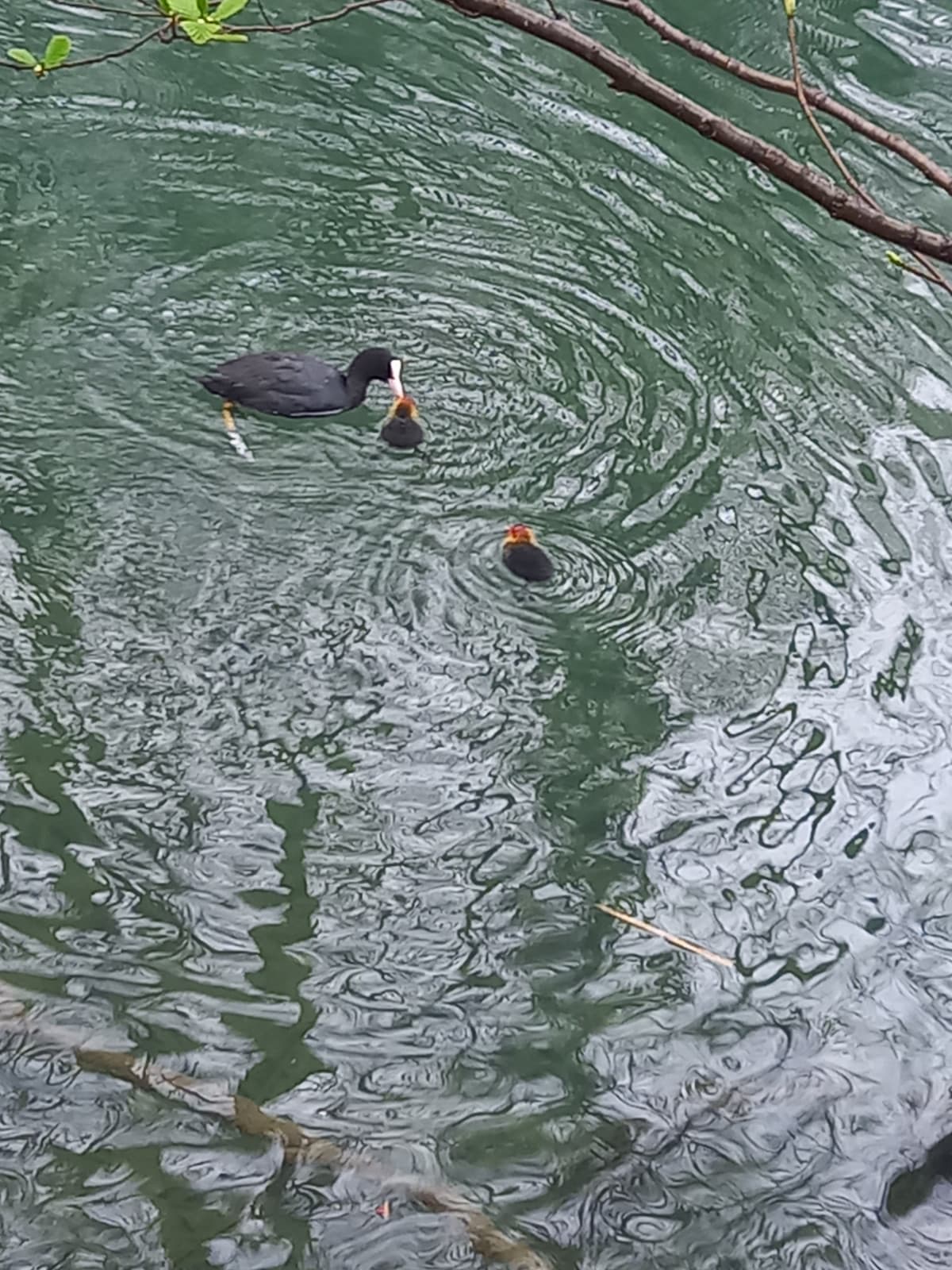 Mamma e i suoi pulicini oggi al lago