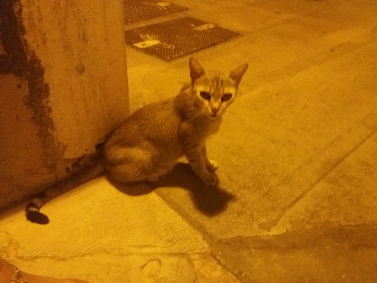 Eh niente, sei seduto in un posto e vedi avvicinarsi una gattina vagabonda. Che fai? L'accarezzi ? L'ho battezzata "Griggy", mi ci sono affezionato ?