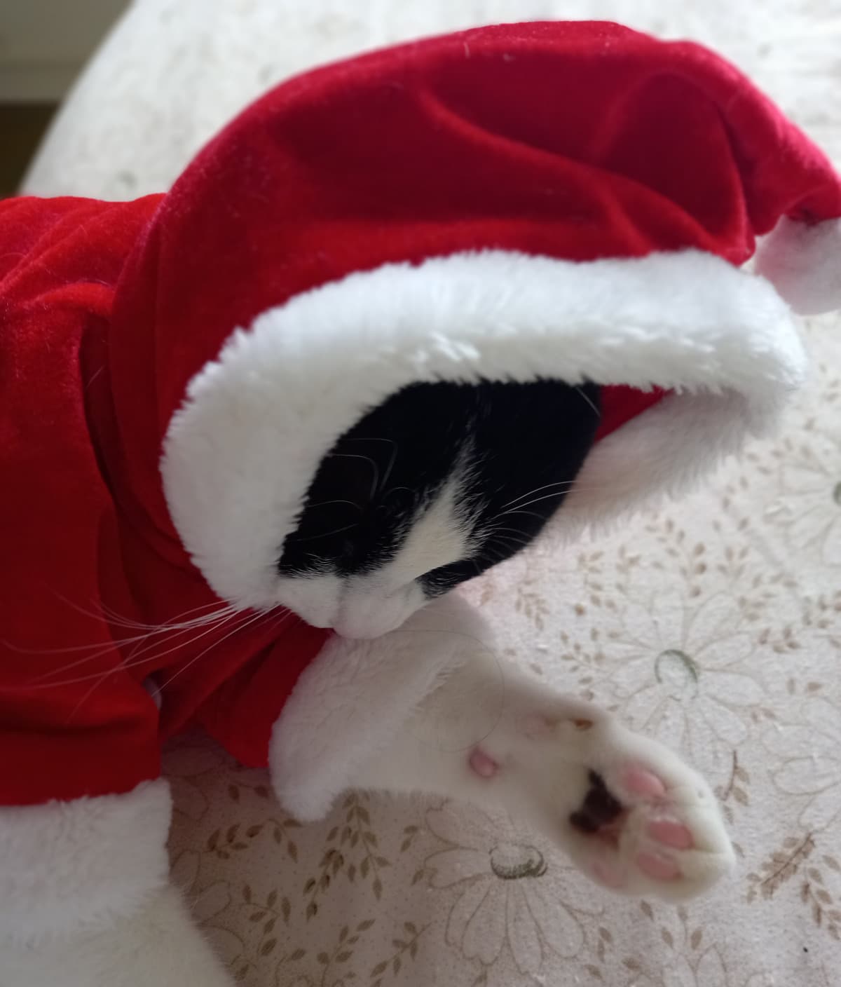 Beccatevi il mio gatto versione natale 