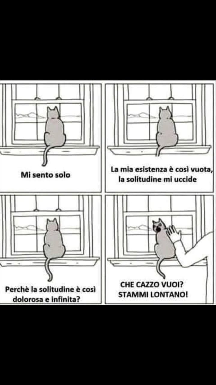 Lol il mio gatto