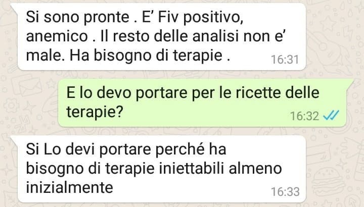 Chat con la veterinaria, chi non lo sapesse la Fiv è ľAIDS felina...