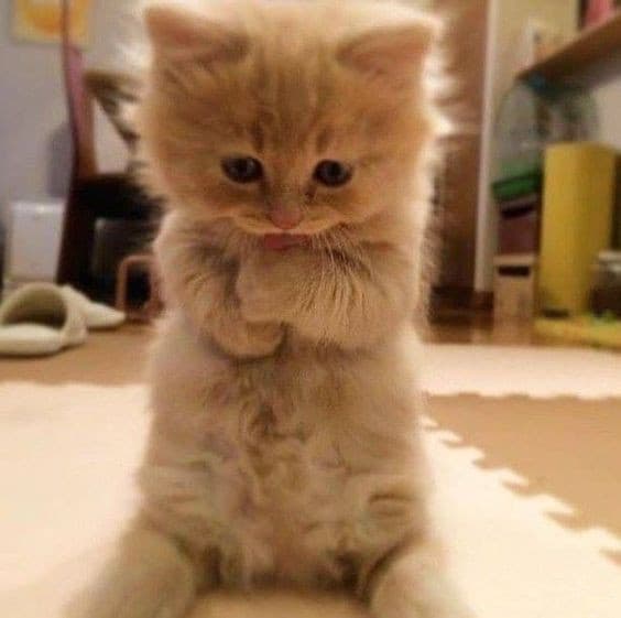Altro gattino