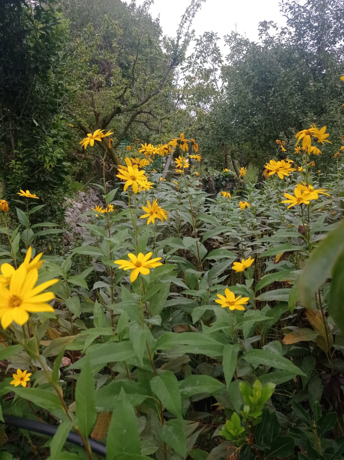 Il topinambur, o girasole giallo ???