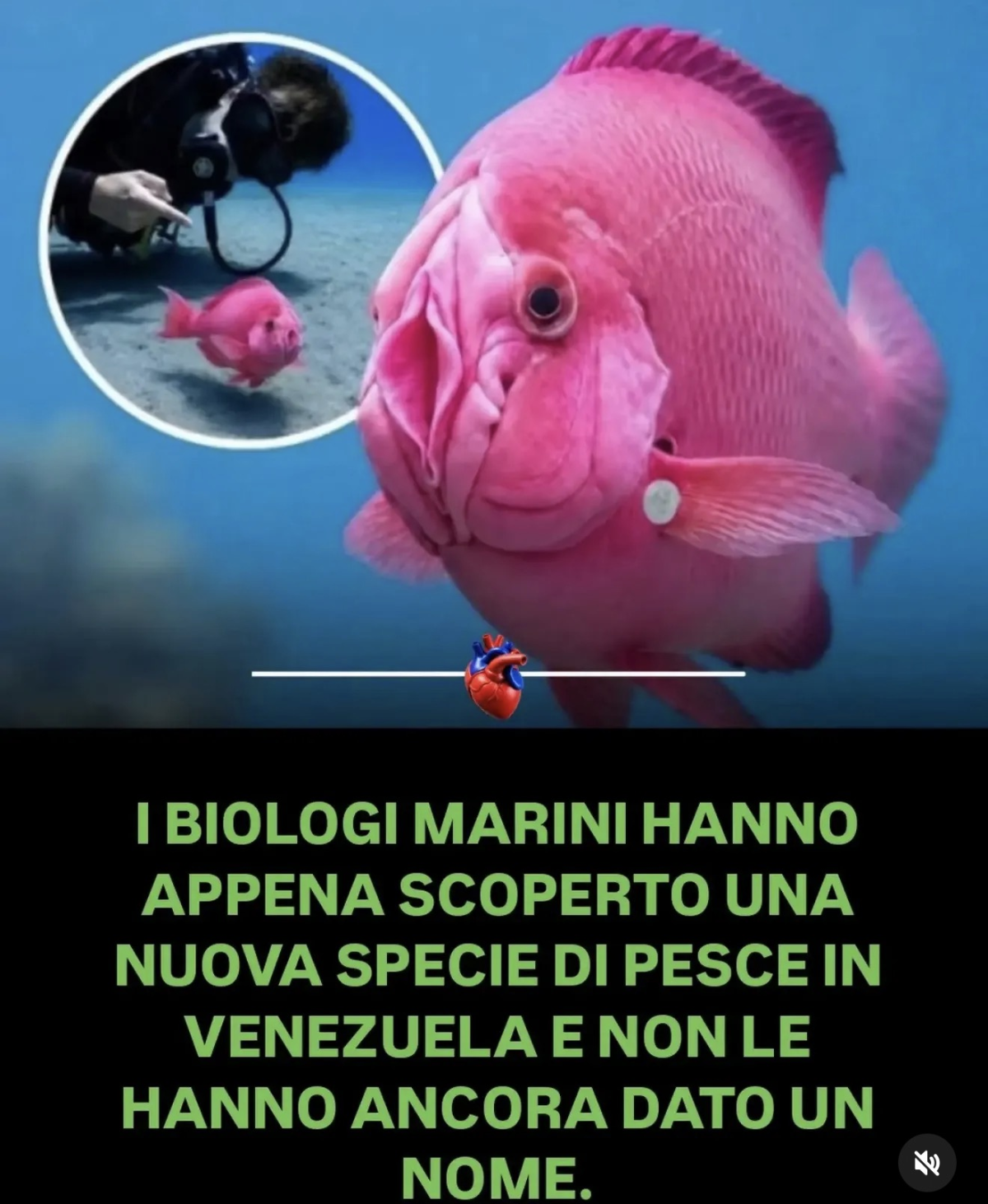 Oddio mi fa troppo ridere