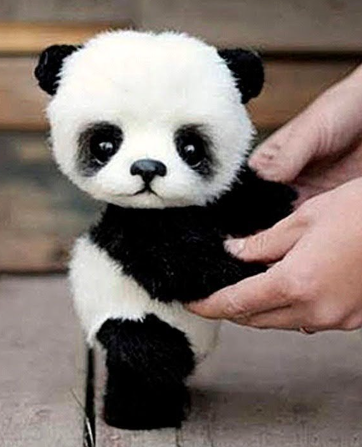 Mi annoio quindi eccovi uno shout con un panda puccioso