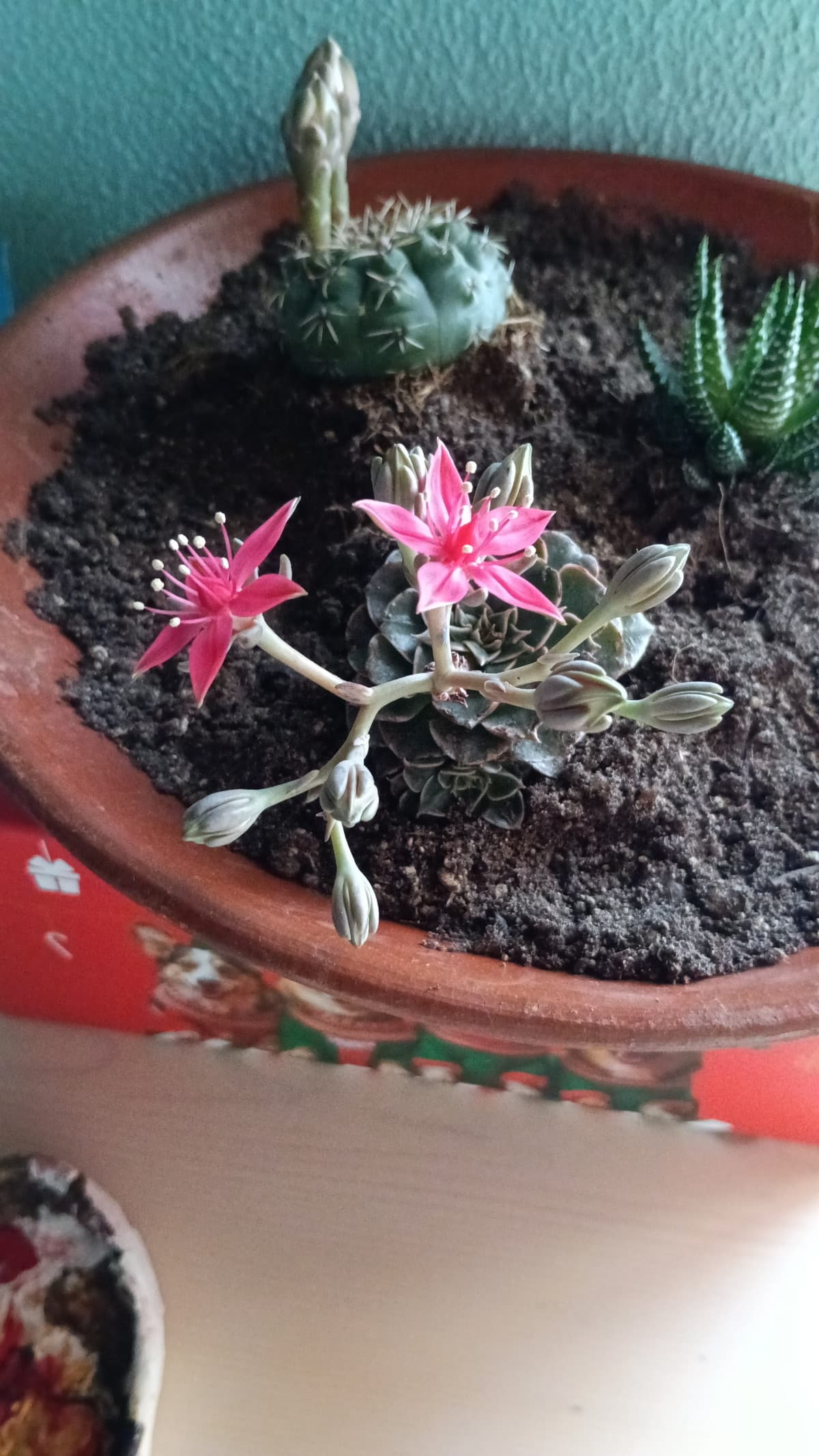 La mia piantina ha fatto due fiori 🥰