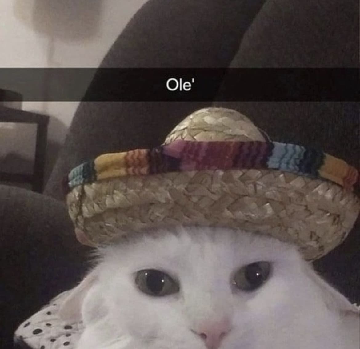 olè