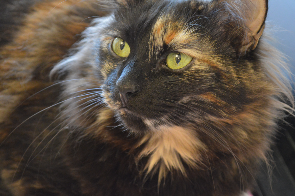 Lei si chiamava Tifa. Per tutta la vita si è sentita dire che era una gattina brutta, per favore, mi potete dire che la mia bambina era bellissima?