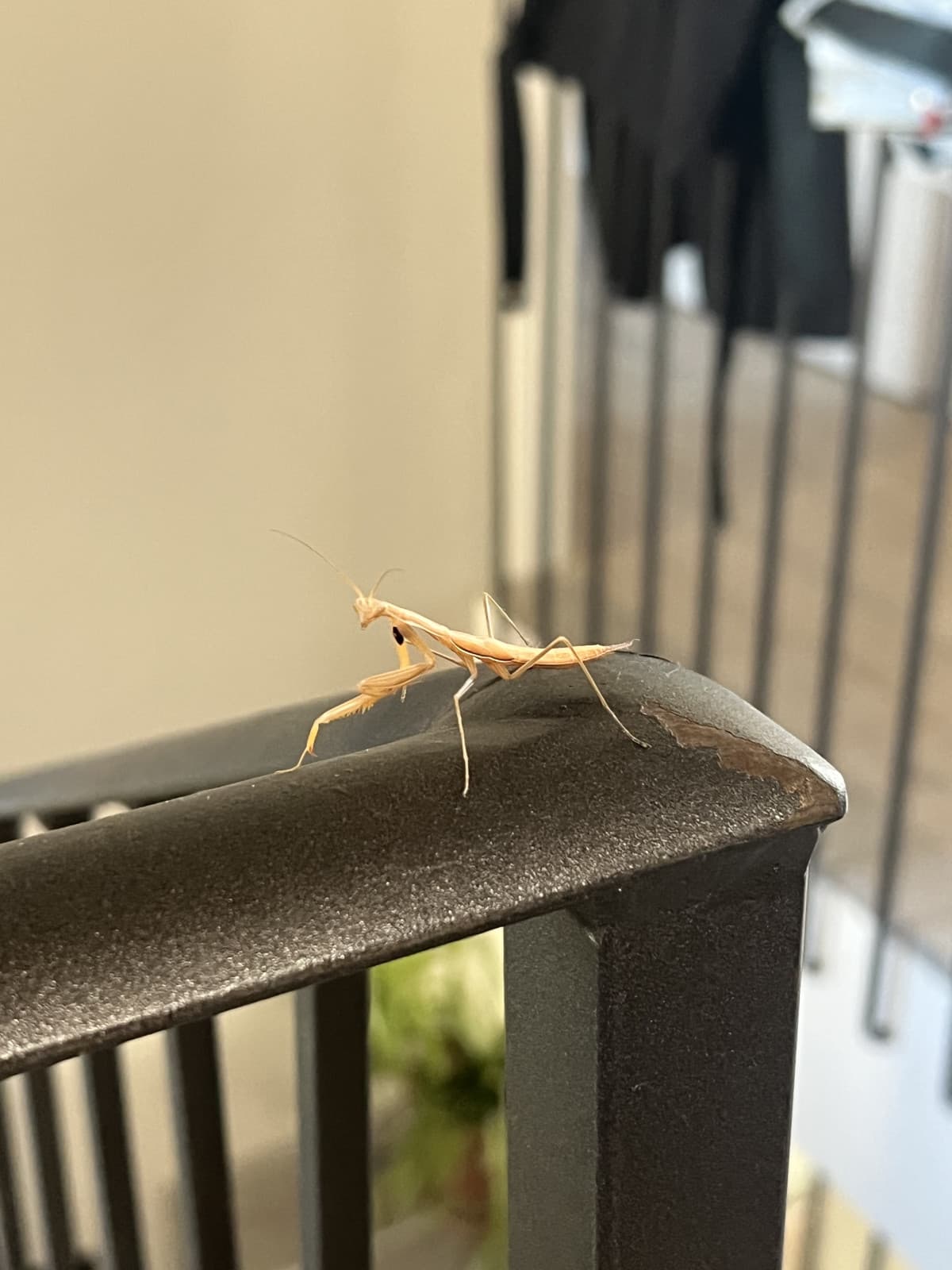 piccolo intruso