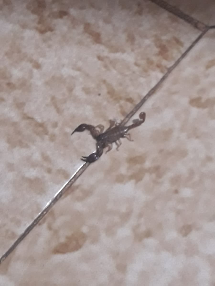 Scorpione nella mia cucina
