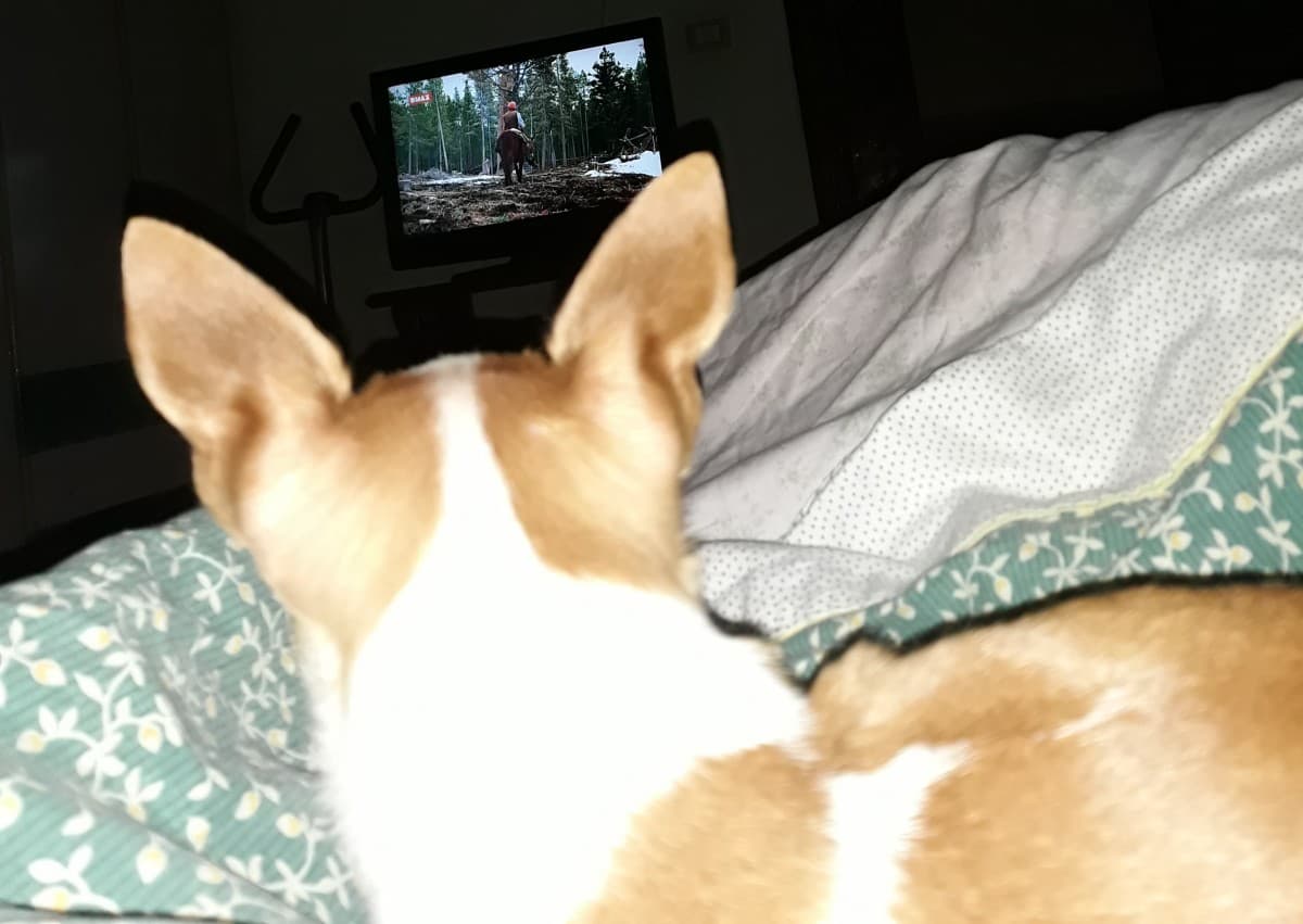 Il mio cane sta seriamente guardando la tv ?