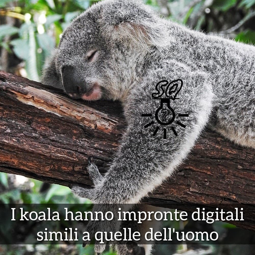 #curiosità 