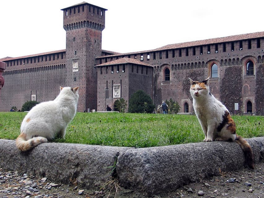 Prima leggevo che il Castello Sforzesco di Milano ha una colonia di gatti selvatici... che stanno sparendo.