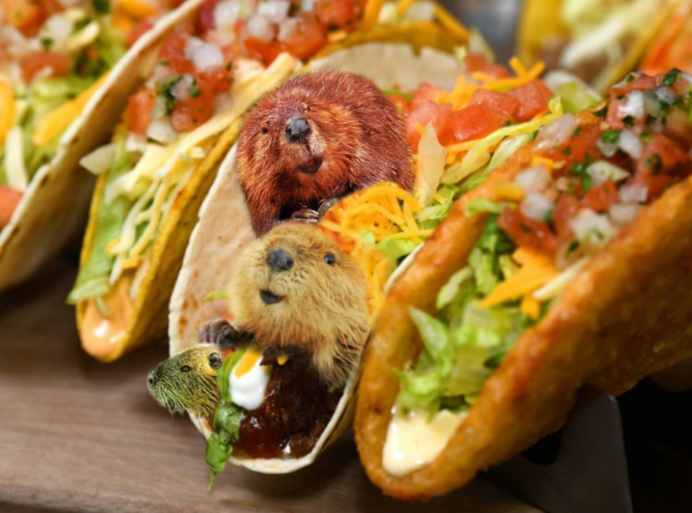 I taco castori 