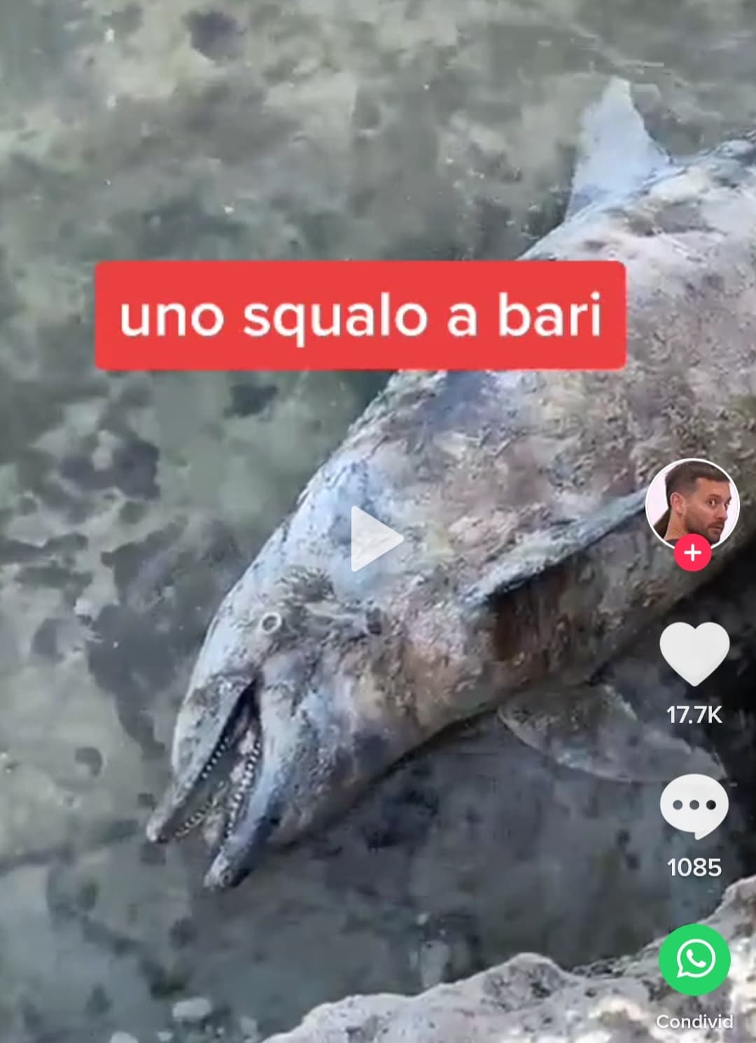 Questi qua non sanno distinguere un delfino da uno squalo 