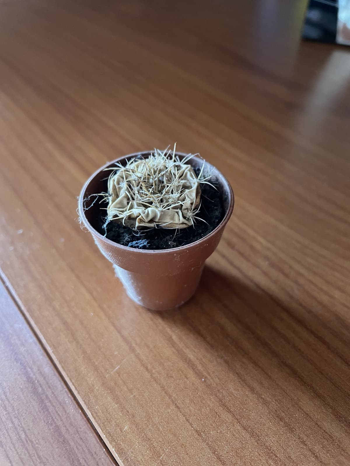 Ho ritrovato un cactus che avevo messo per qualche motivo sopra l’armadio 4 anni fa. Ho provato a bagnarlo ma mi sa che è morto