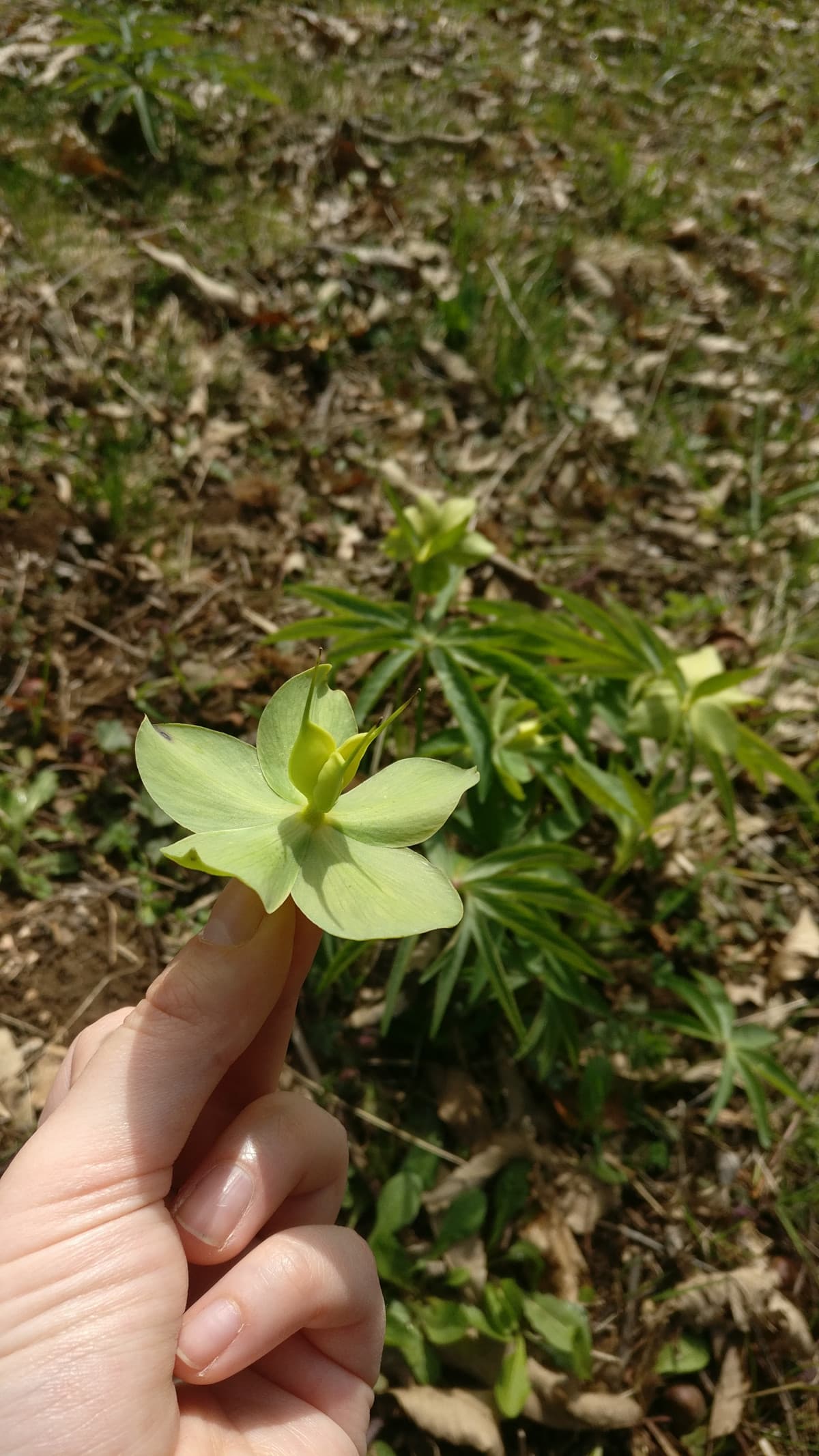 Che fiore è? (Alla fine sono andata a camminare)