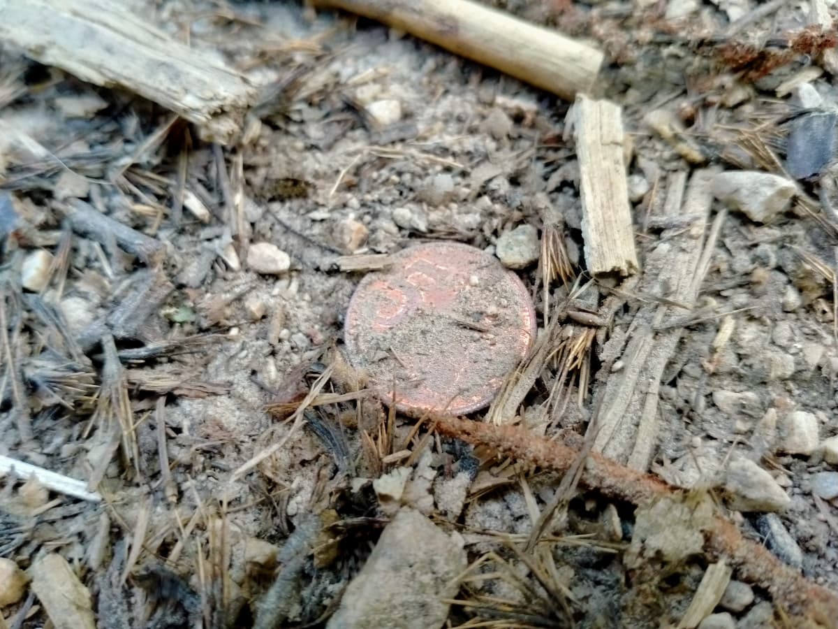  Belin che culo... ho trovato 5 citti nel bosco ?