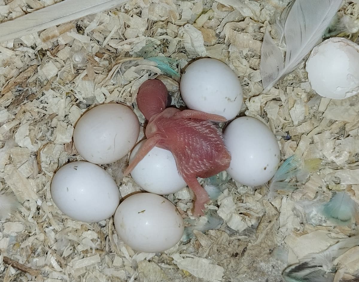 Oggi è nato un piccolino, fratellino di Mozzarella