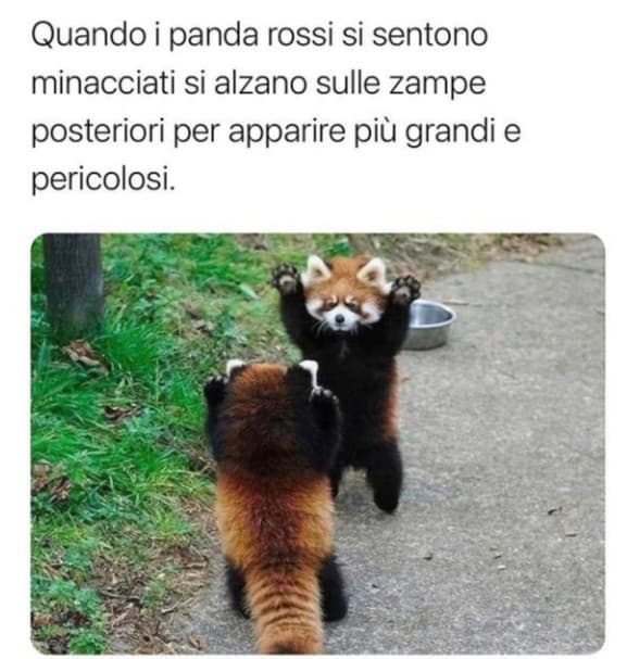 È tipo seriamente la cosa più bella che abbia mai visto scusate