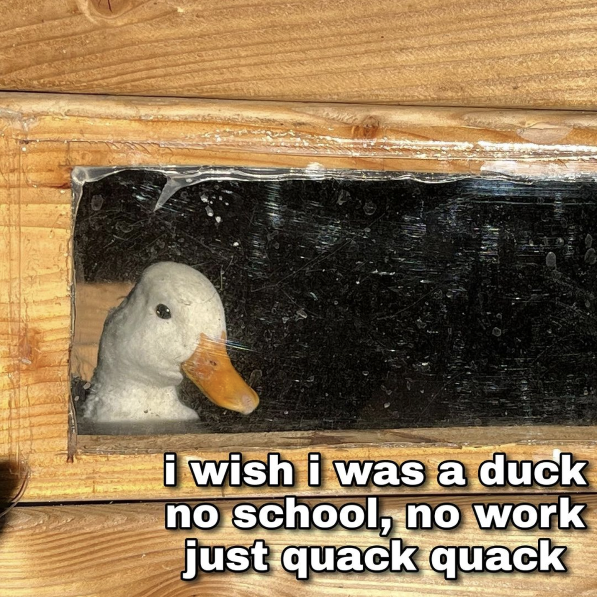 quack quack