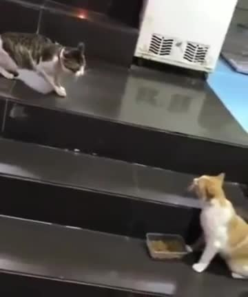 Bravo
