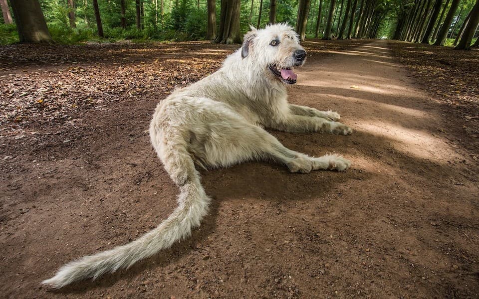 Il cane con la coda più lunga del mondo