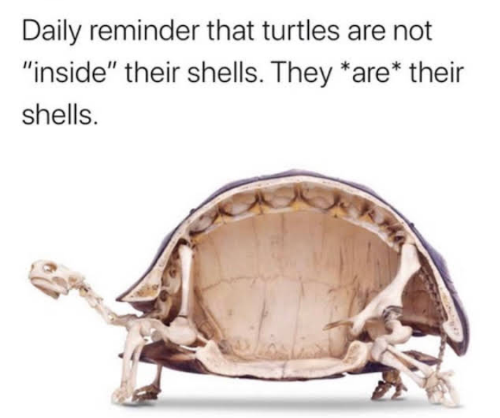 🐢