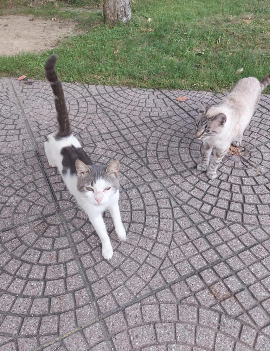 oggi pomeriggio a tema gatti.