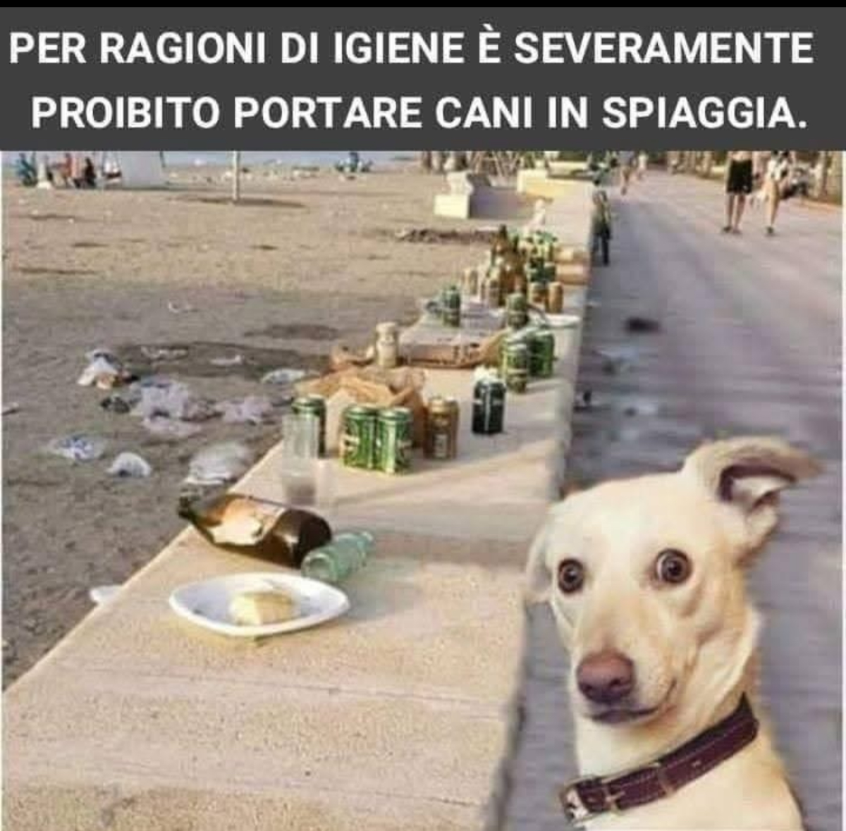 Meglio 100 cani che la vostra schifezza