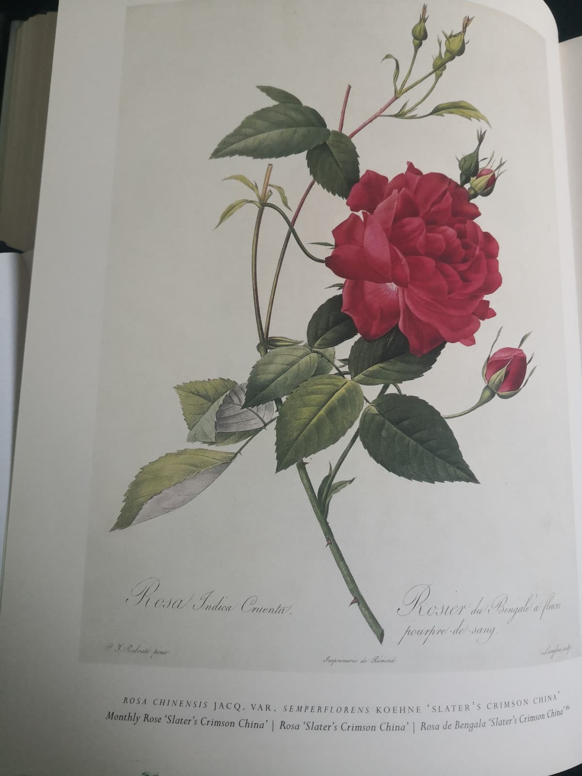 Rosa indica